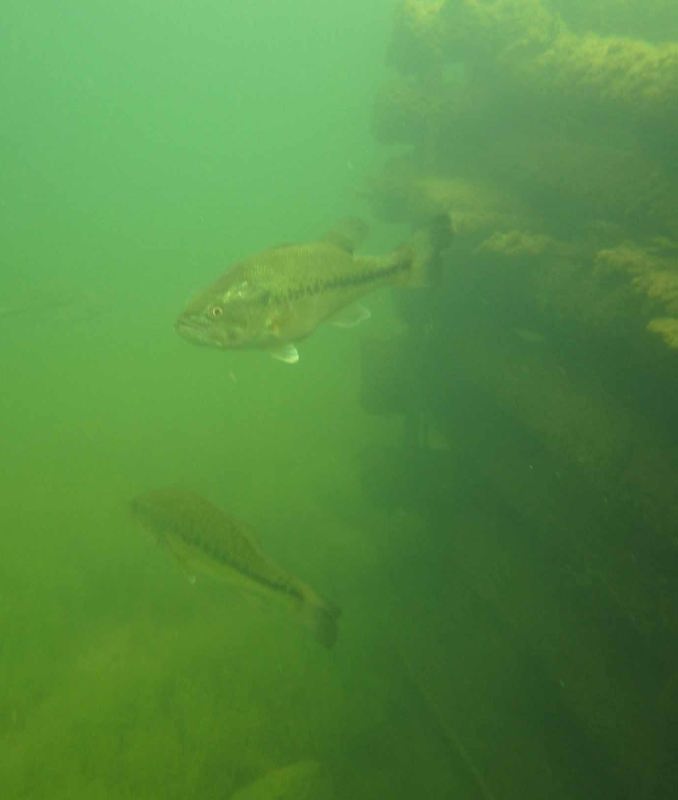 Fish Crib Reef Project 2013